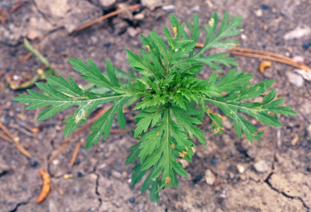 Ragweed growth habit. 