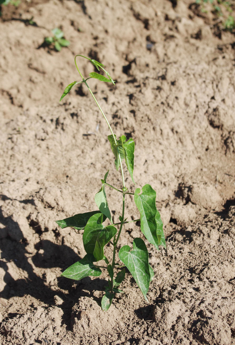 Honeyvine milkweed