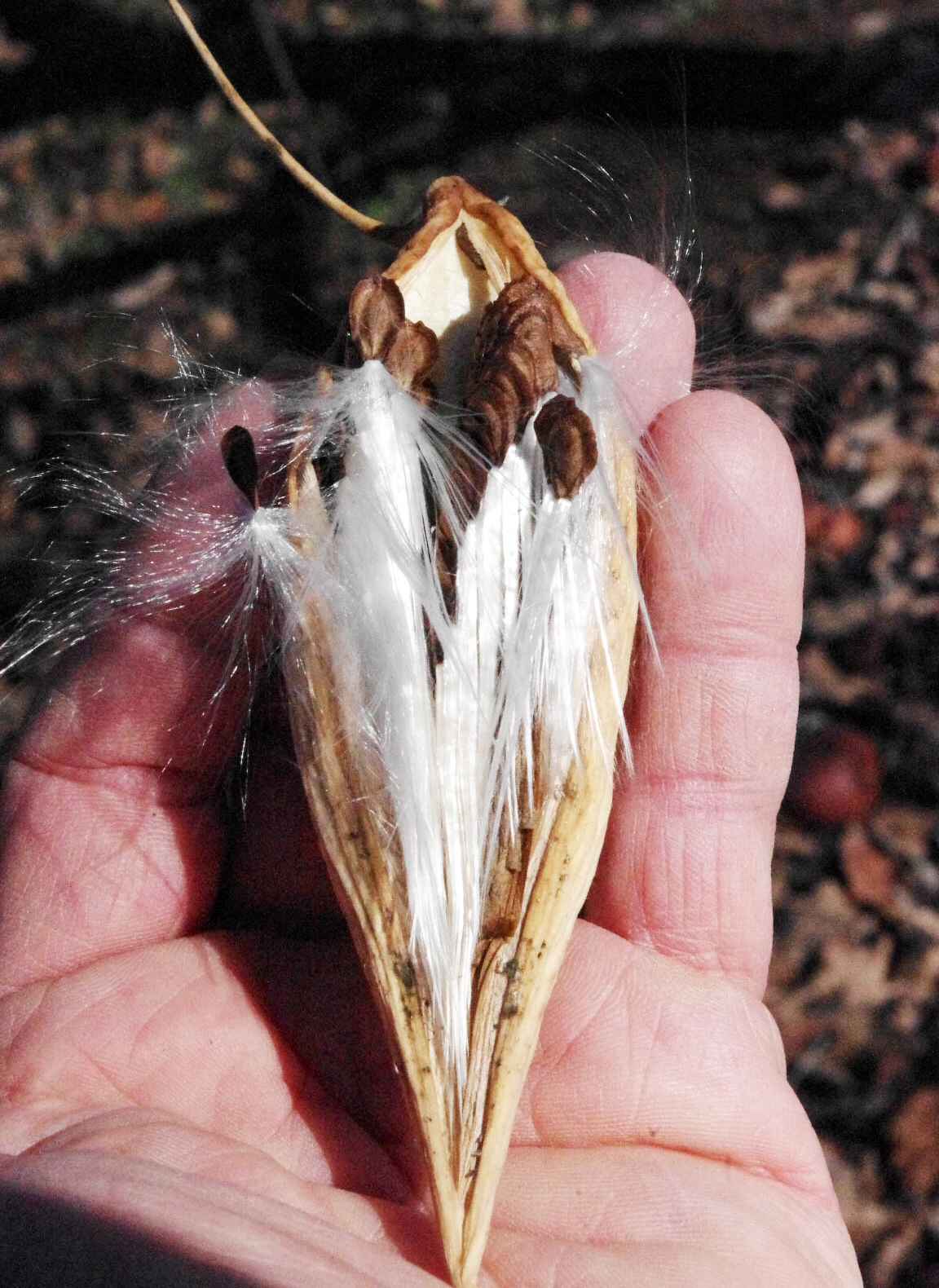 Milkweed seed pod. 