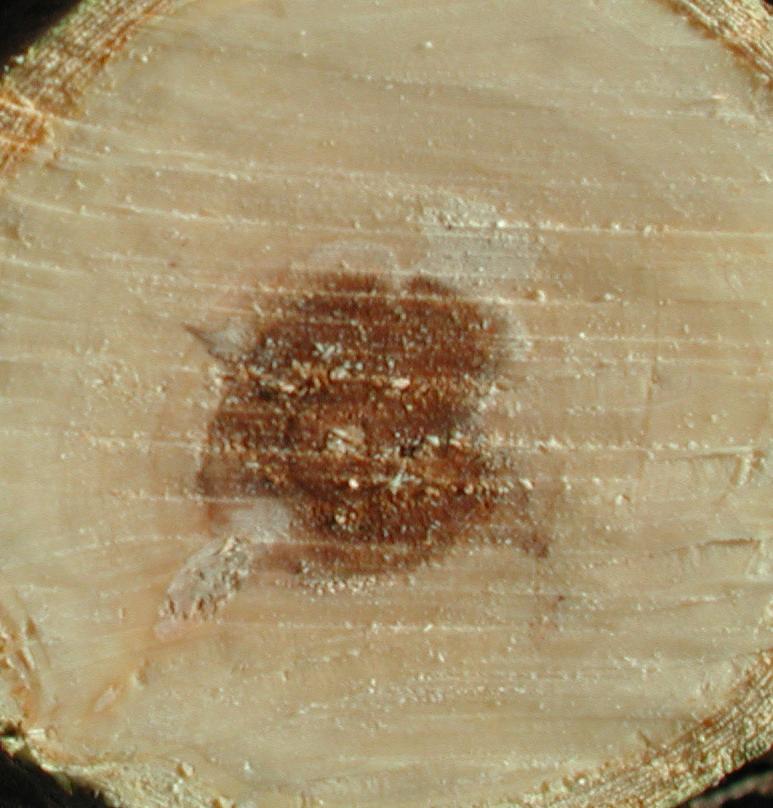 Blackheart injury to trunk (Strang, UKY)