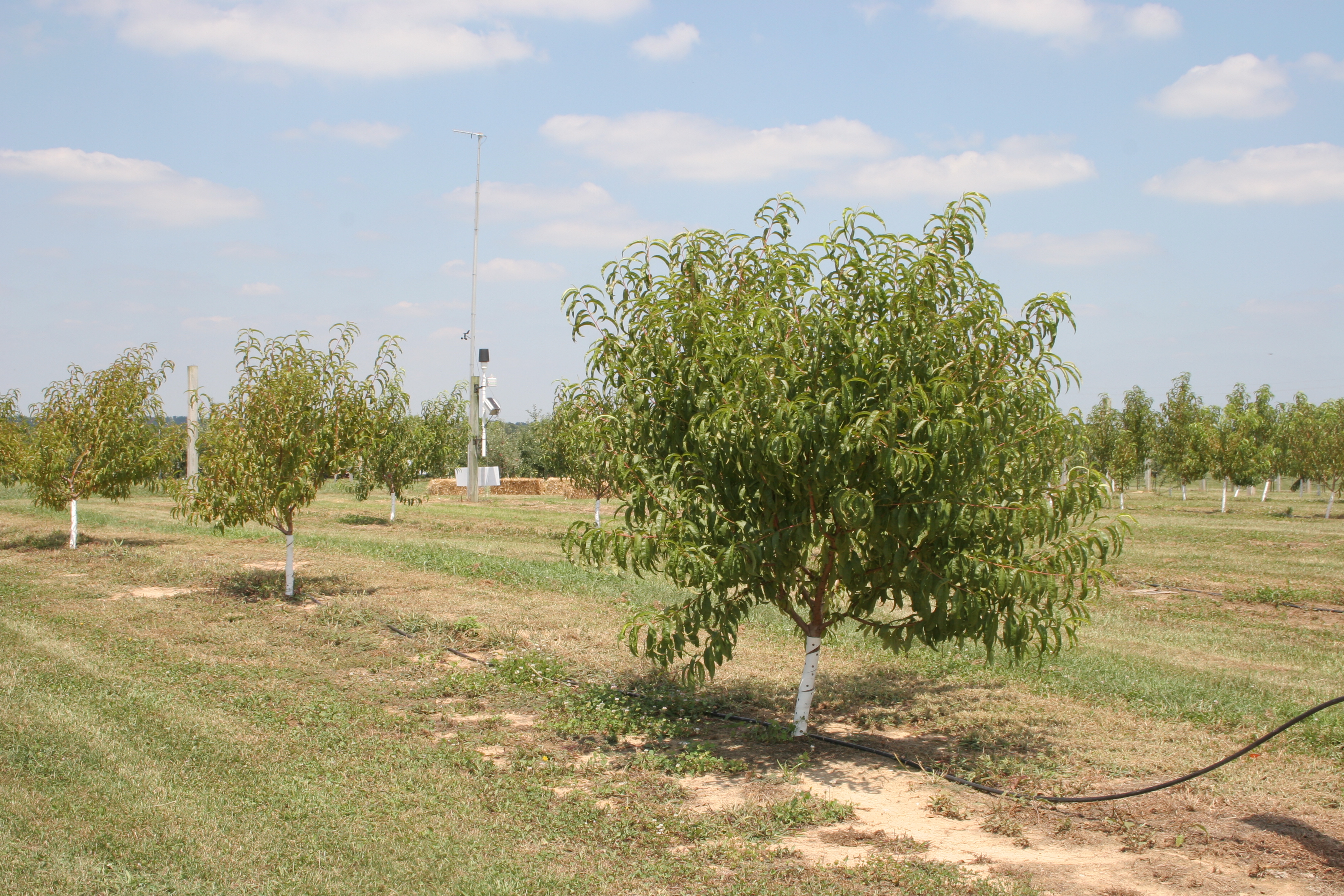 Glyphosate injury