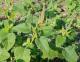 Pigweed