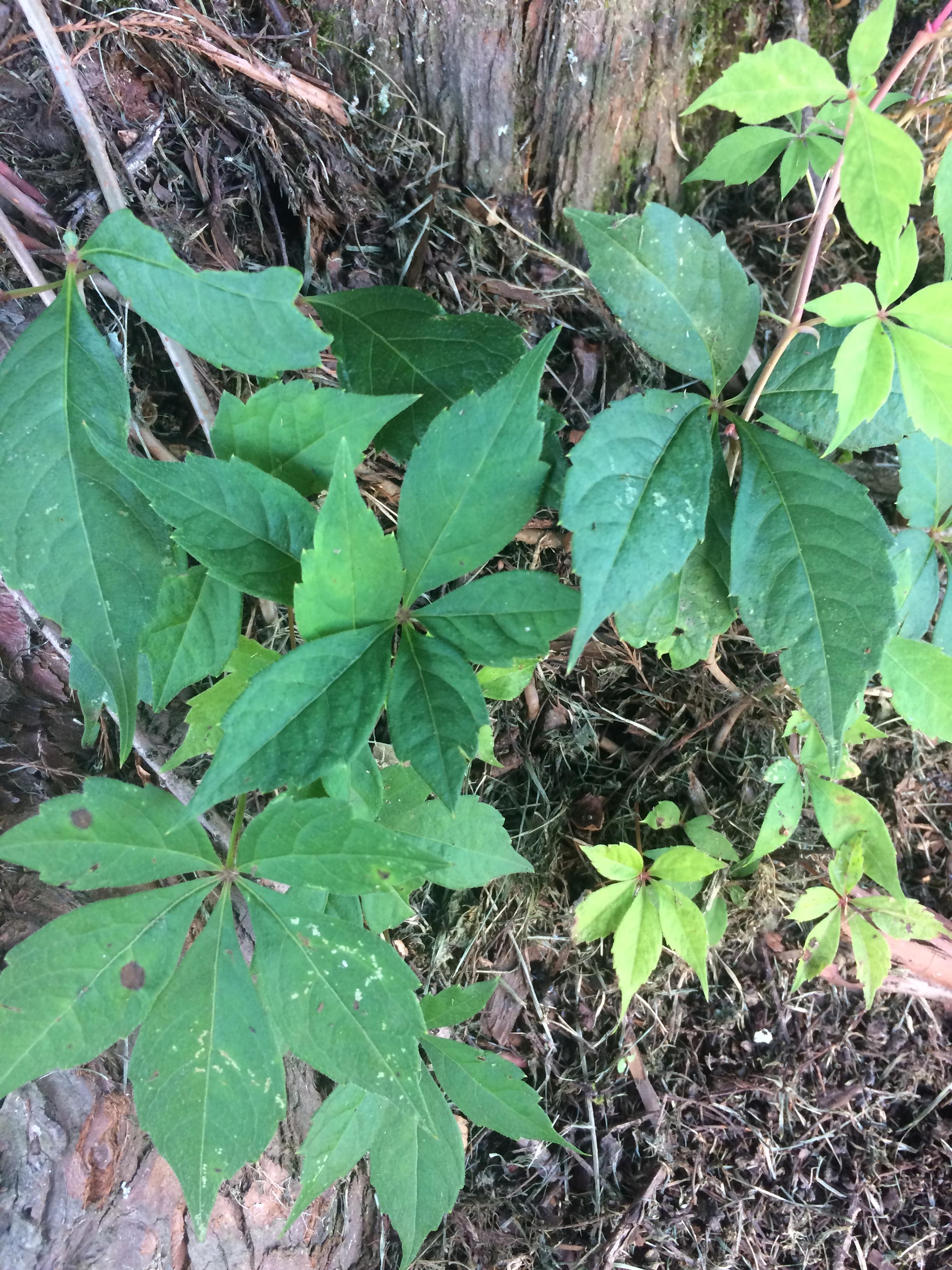 Virginia creeper vegetative growth. 