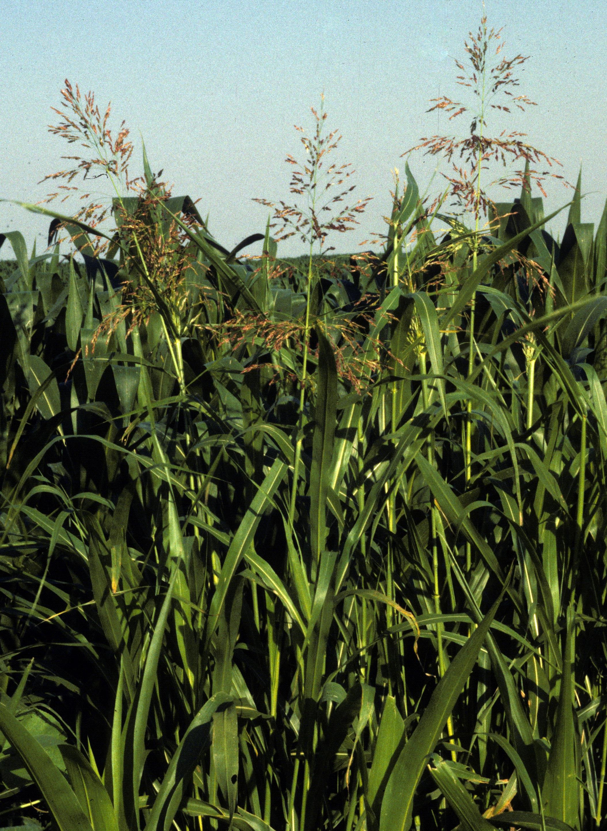 Johnsongrass in bloom. 