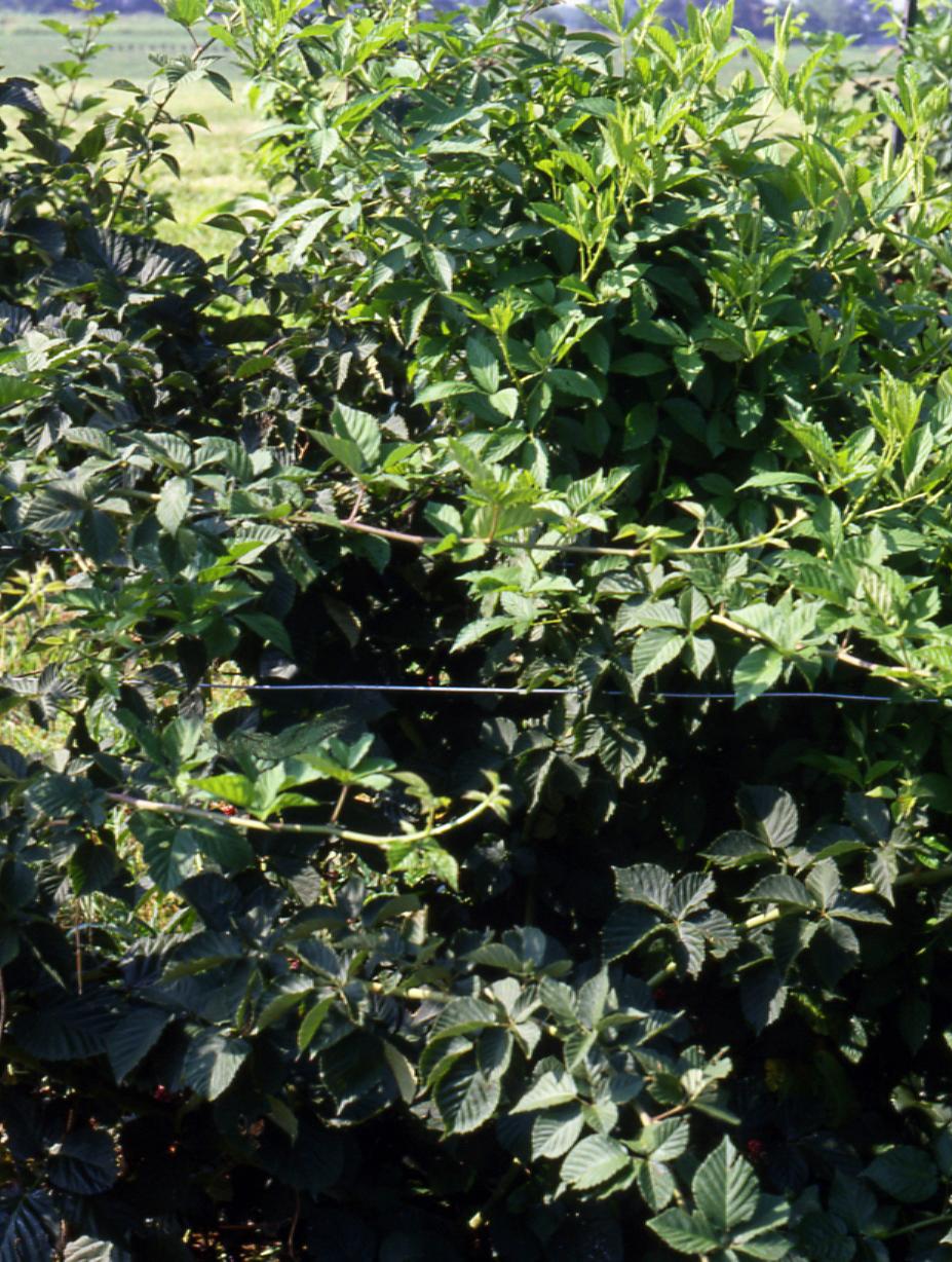 Wild brambles (Photo: John Strang, UKY)