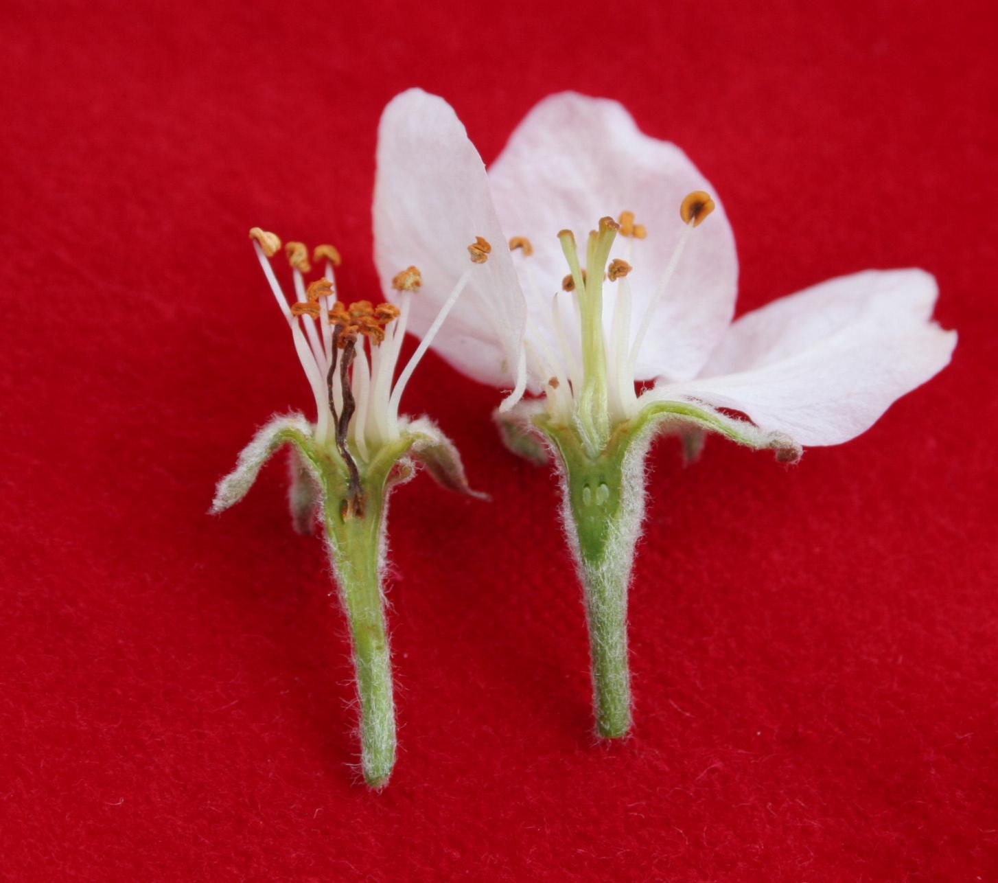 Frost injury to flowers (Strang, UKY)