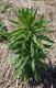 Marestail/Horseweed