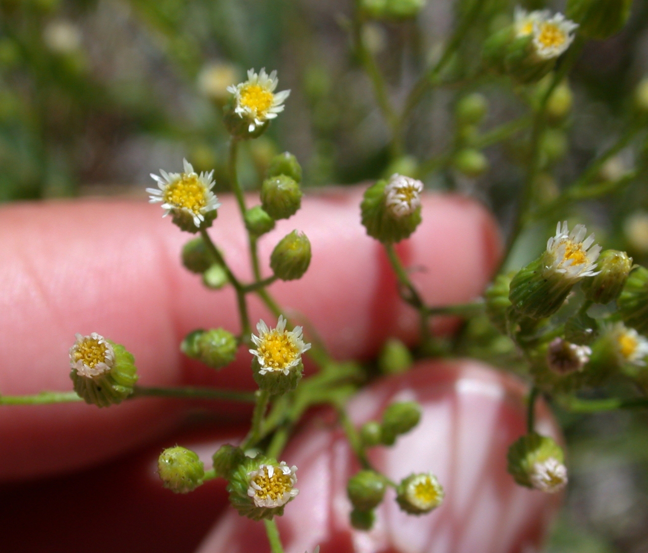 Marestail flowers. 