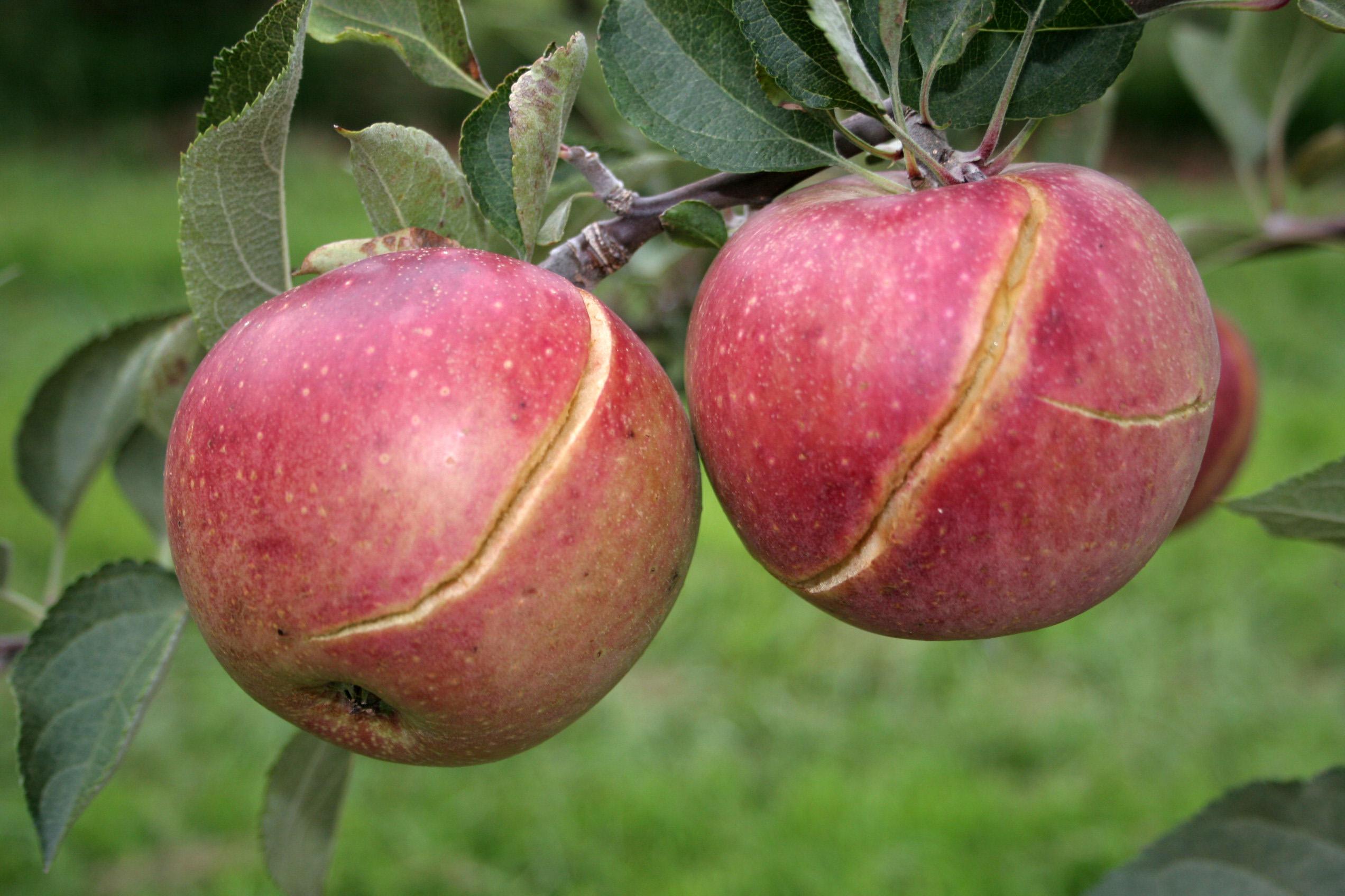 Fruit cracking (Strang, UKY)