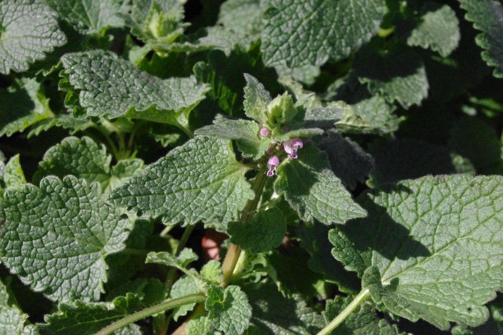 Red deadnettle lacking the typical reddish color (Strang, UKY)