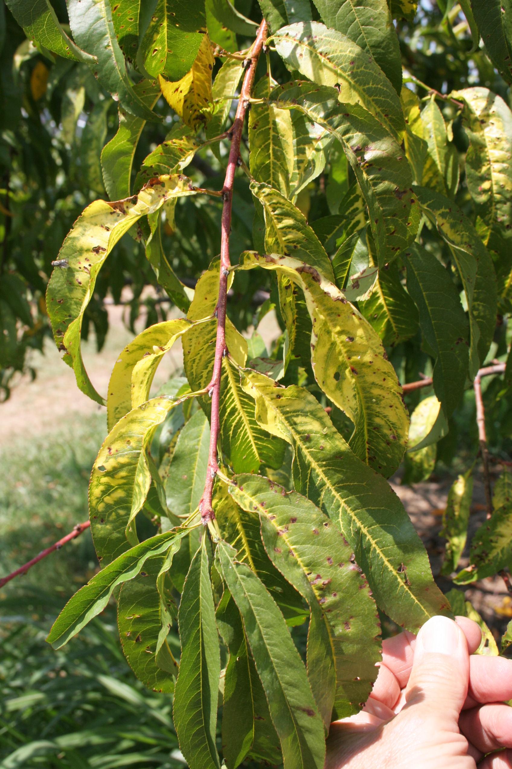 Terbacil herbicide injury. 