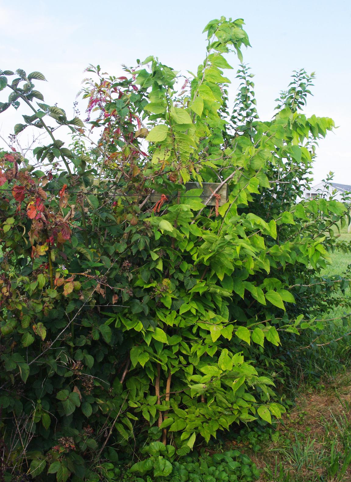 Woody plants (Photo: John Strang, UKY)