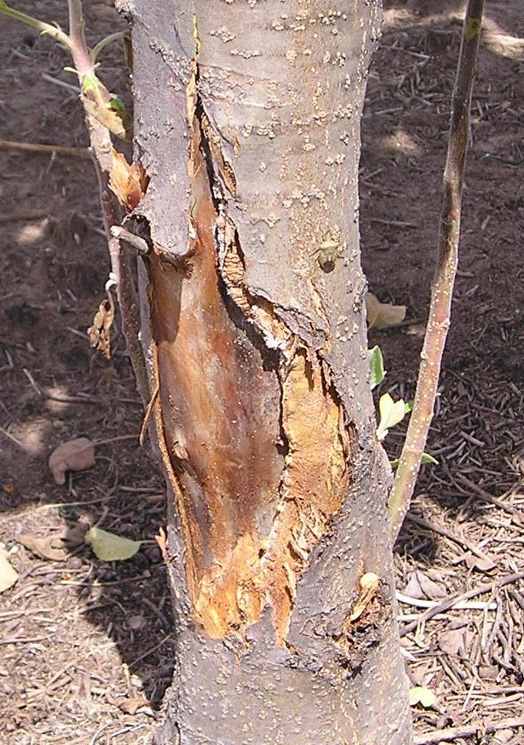 Non-pathogenic canker (Longstroth, MSU)