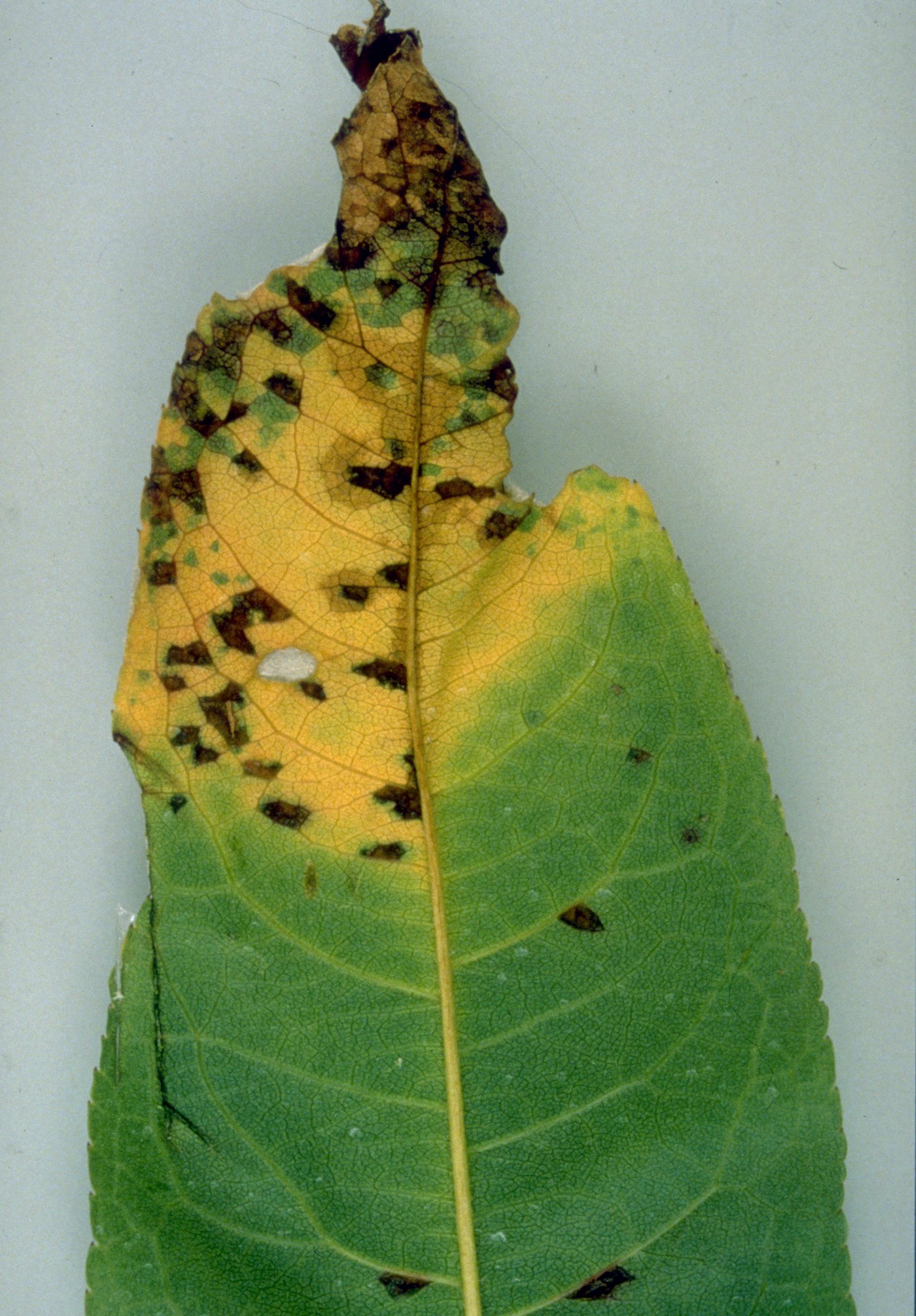 Bacterial leaf spot