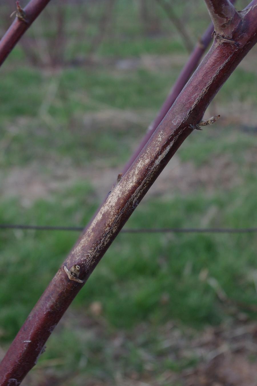 Cane blight (Photo: John Strang, UKY)