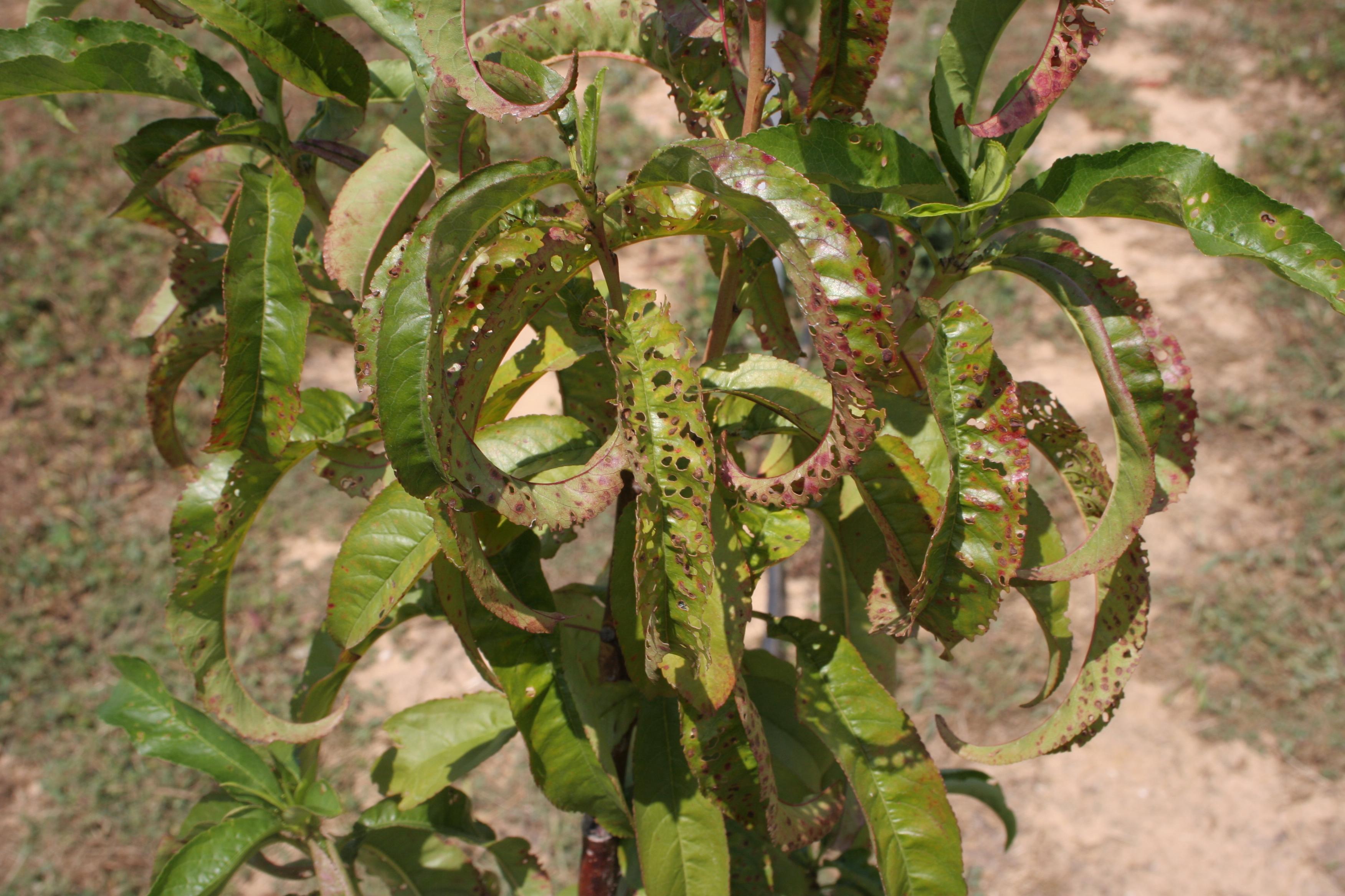 Bacterial leaf spot