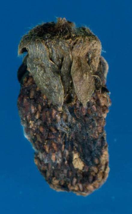 Anthracnose fruit rot mummy (Ellis, Ohio State University)