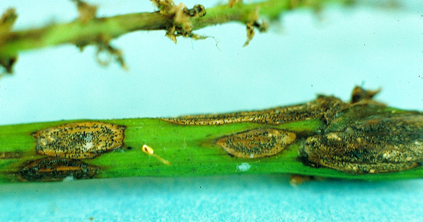 Black rot shoot lesions with visible pycnidia. 