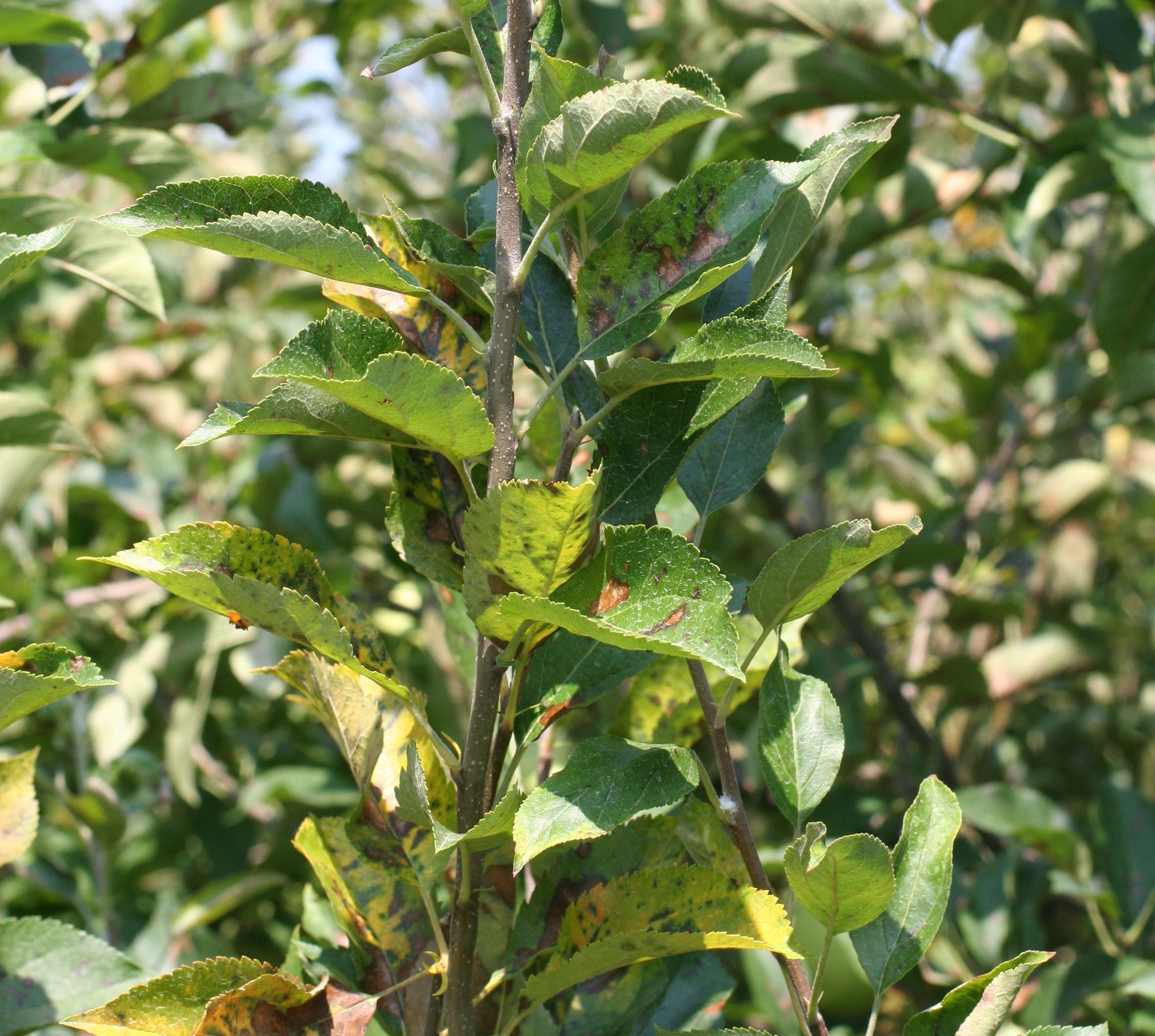 Necrotic leaf blotch (Babadoost, University of IL)