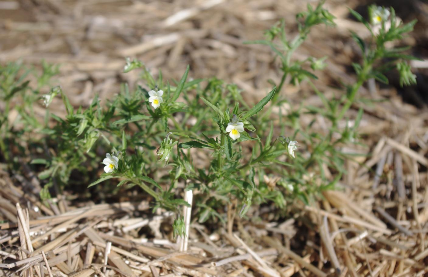 Violet growth habit (Strang, UKY)