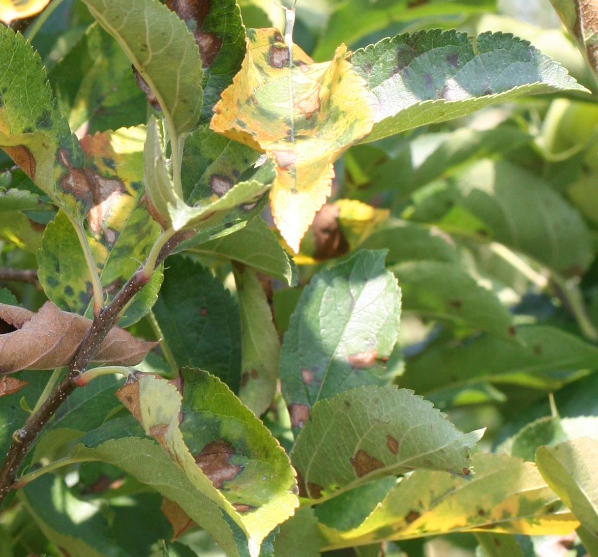 Necrotic leaf blotch (Babadoost, University of IL)