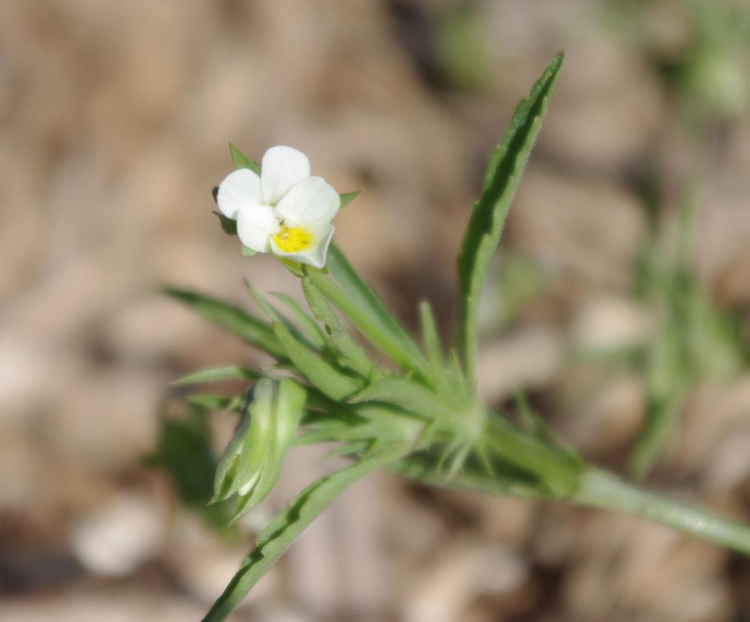 Violet flower (Strang, UKY)