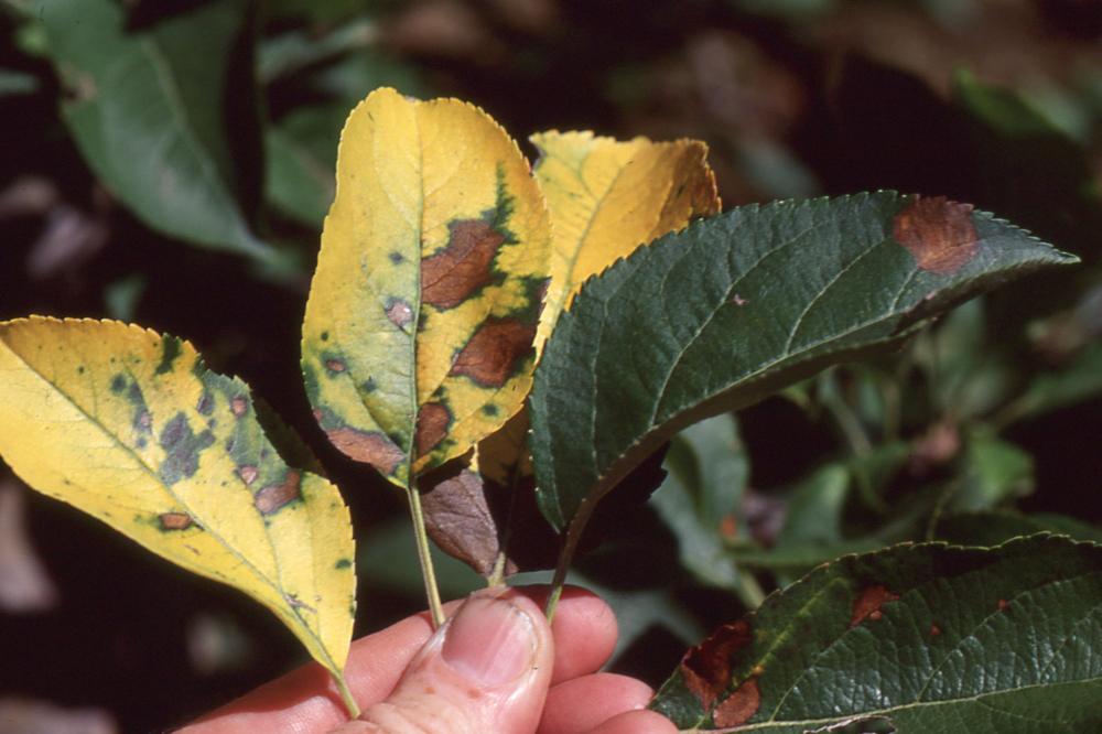 Necrotic leaf blotch (Shane, MSU)