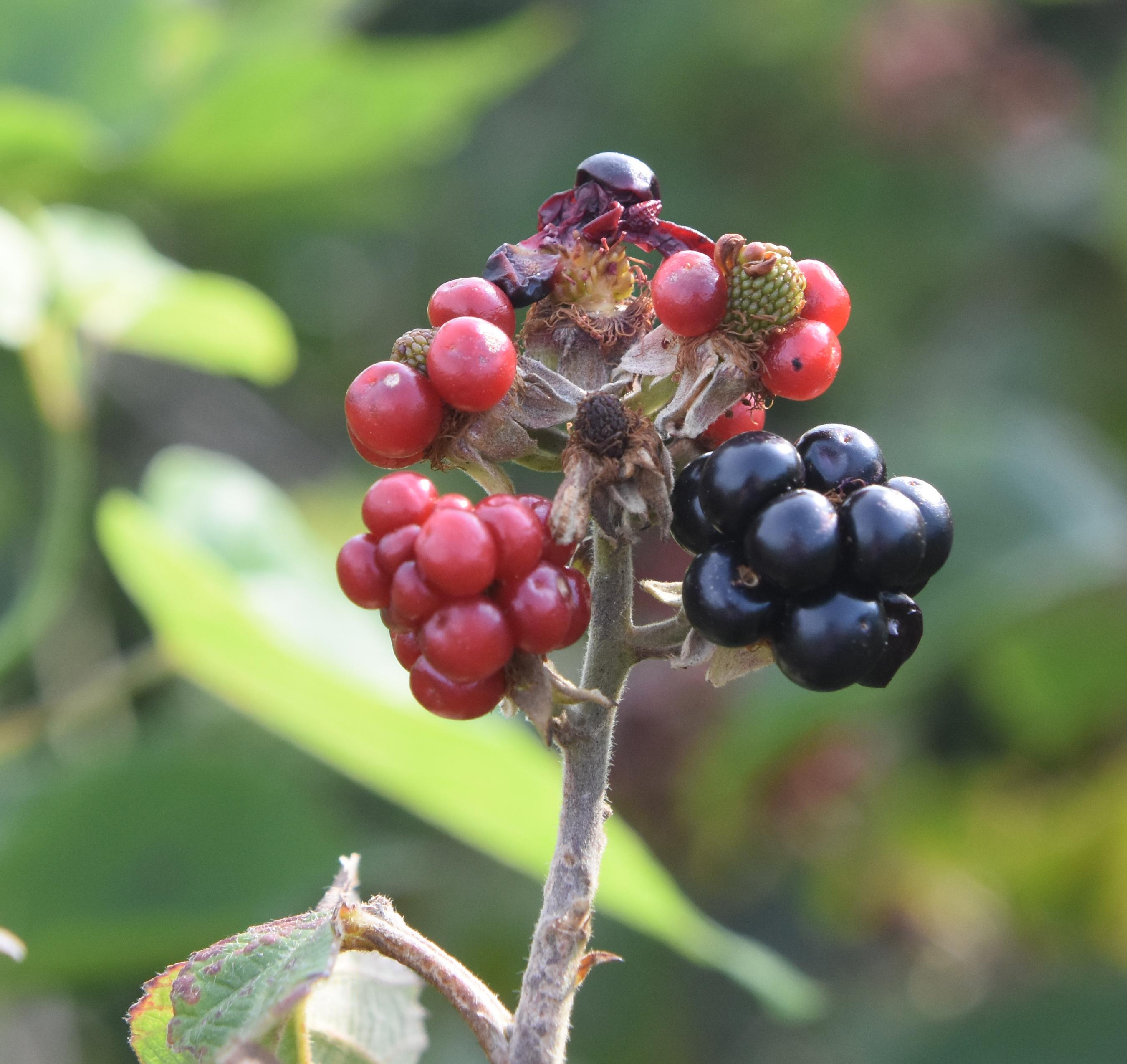 Typical bird damage to bramble fruit. 