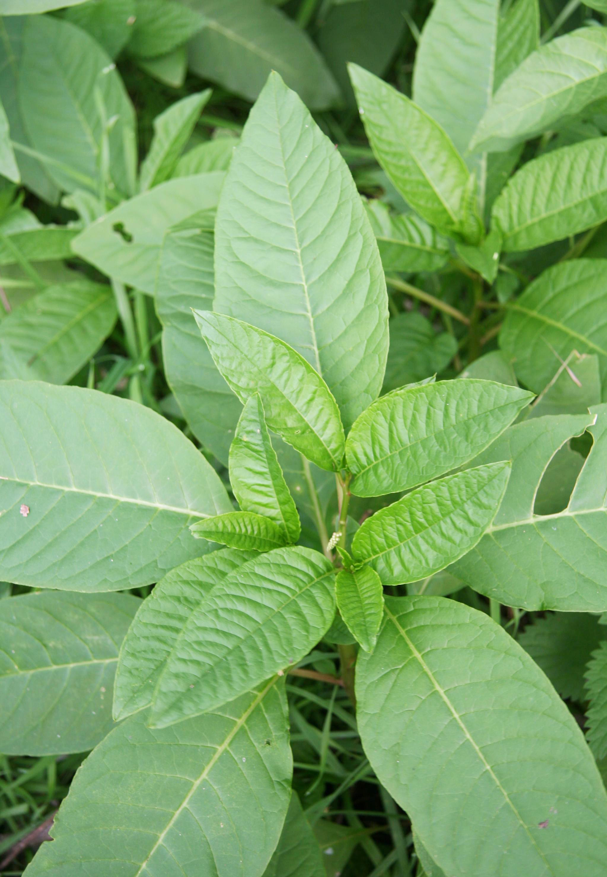 Foliage and growth habit of older plants. (Robert Videki, Doronicum Kft., Bugwood.org)