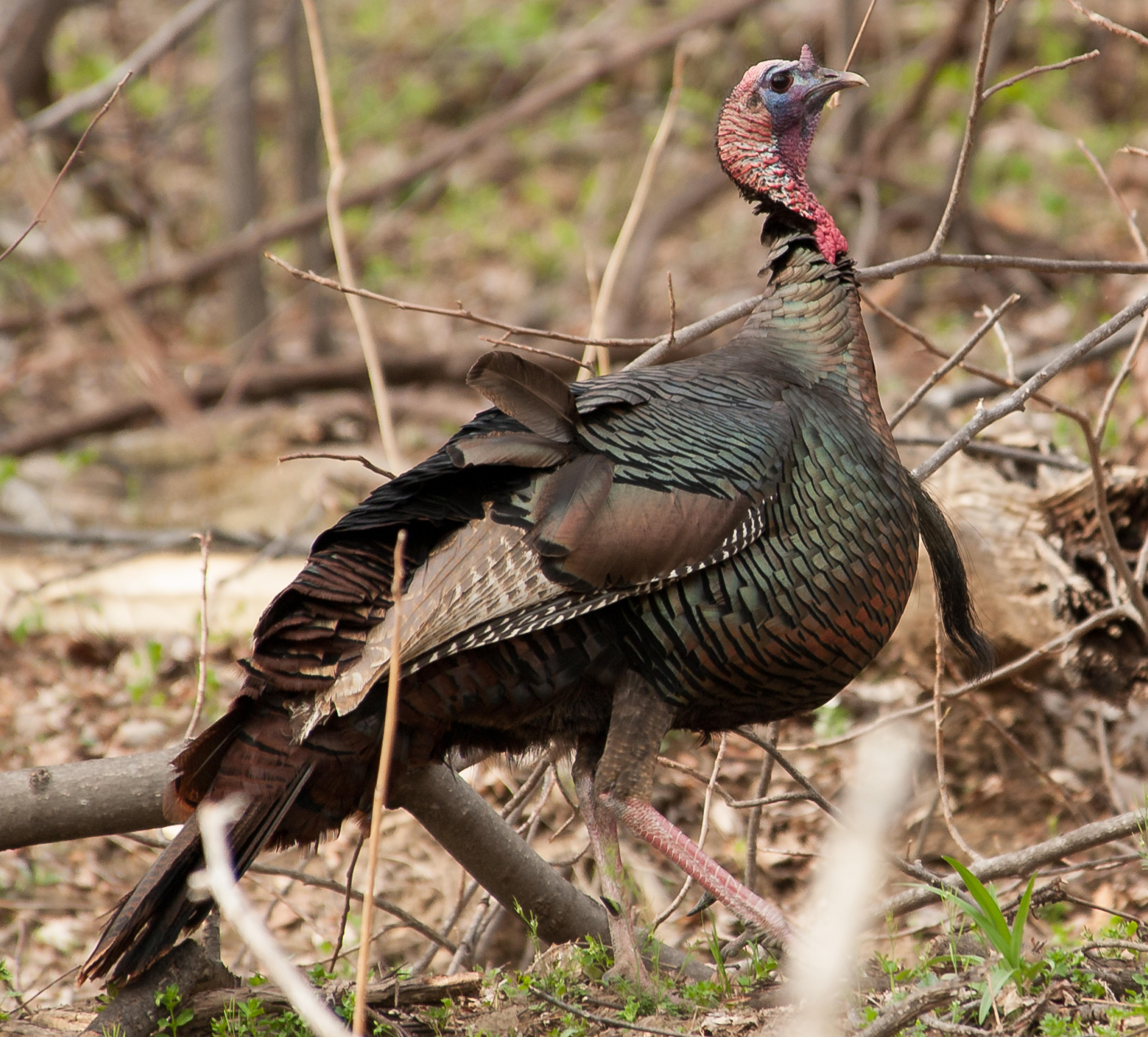 Wild turkey. 