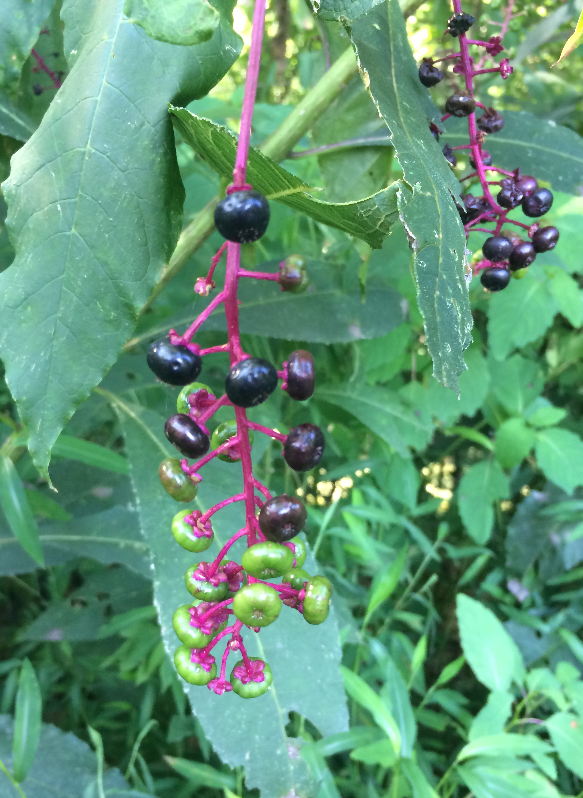 Immature (green) and mature (purple-black) pokeweed fruit. 