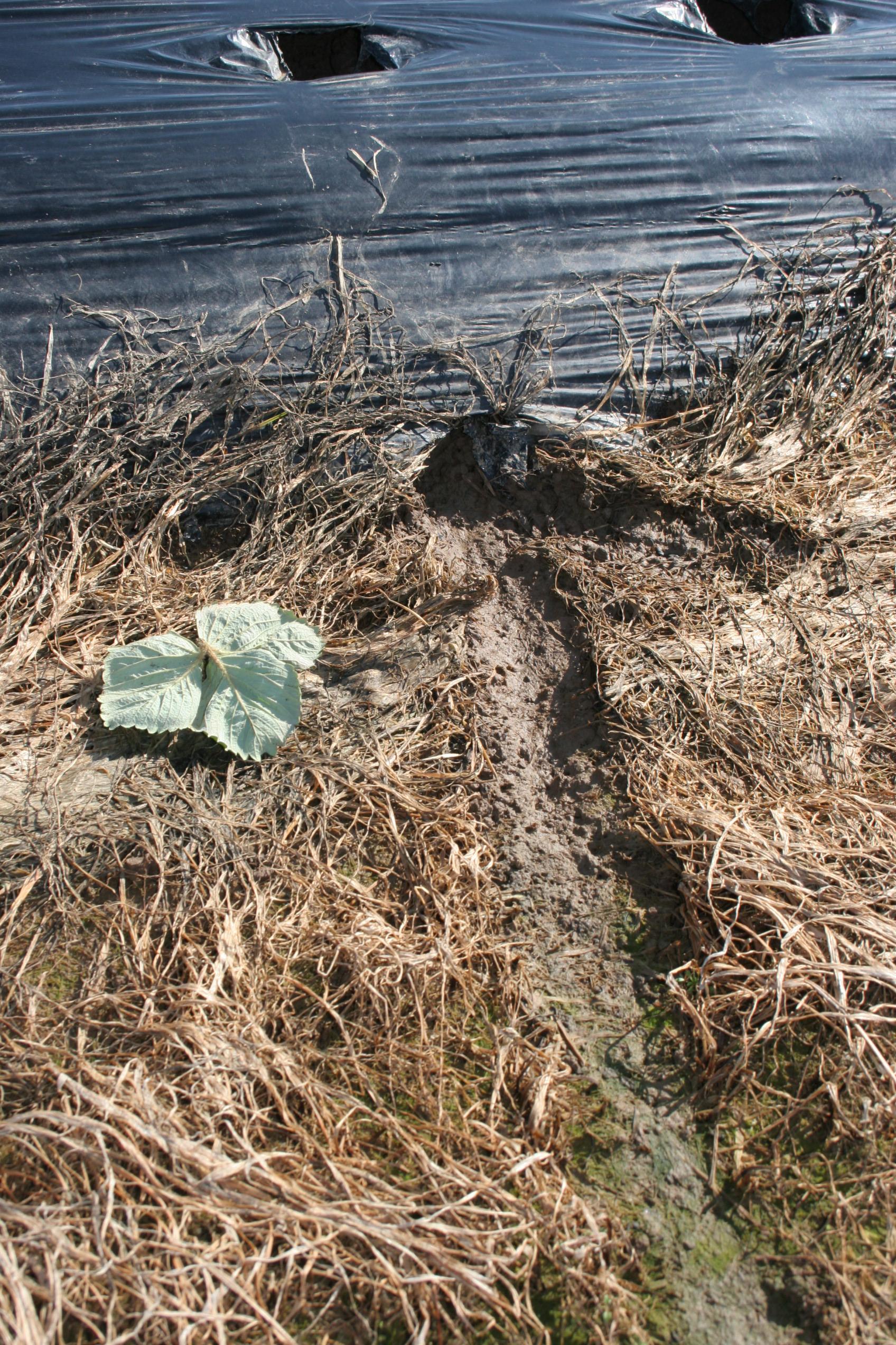 Vole tunnels (Strang, UKY)