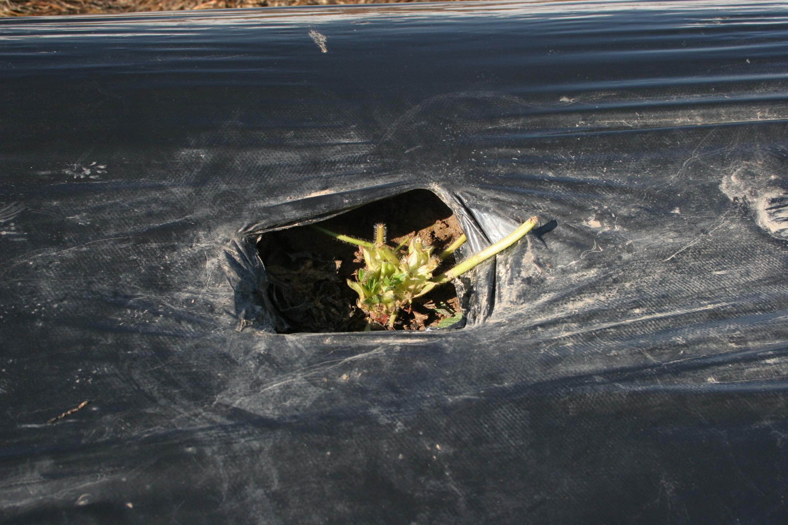 Vole injury to plants (Strang, UKY)