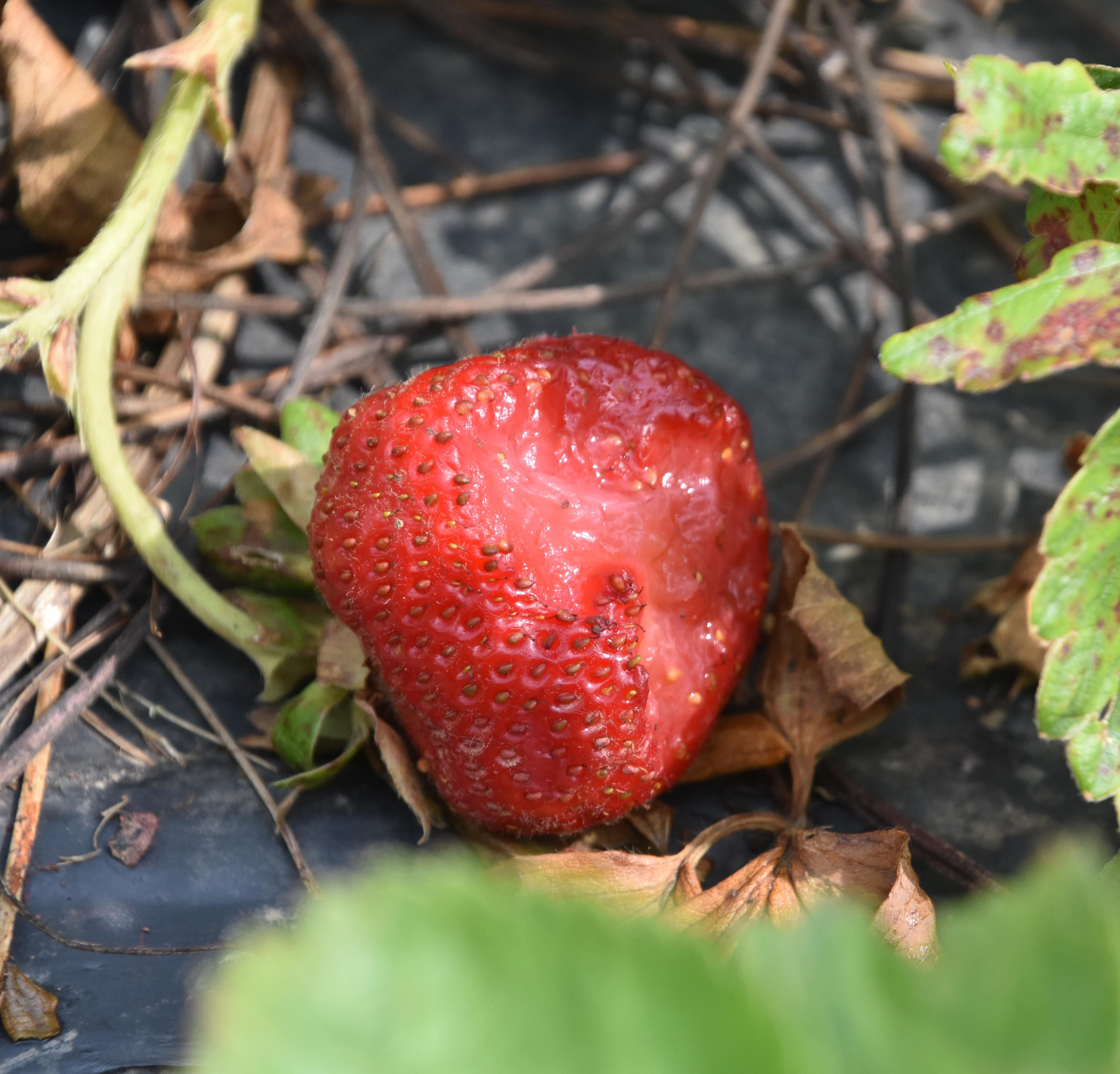 Small mammal damage to fruit (Springer, UKY)