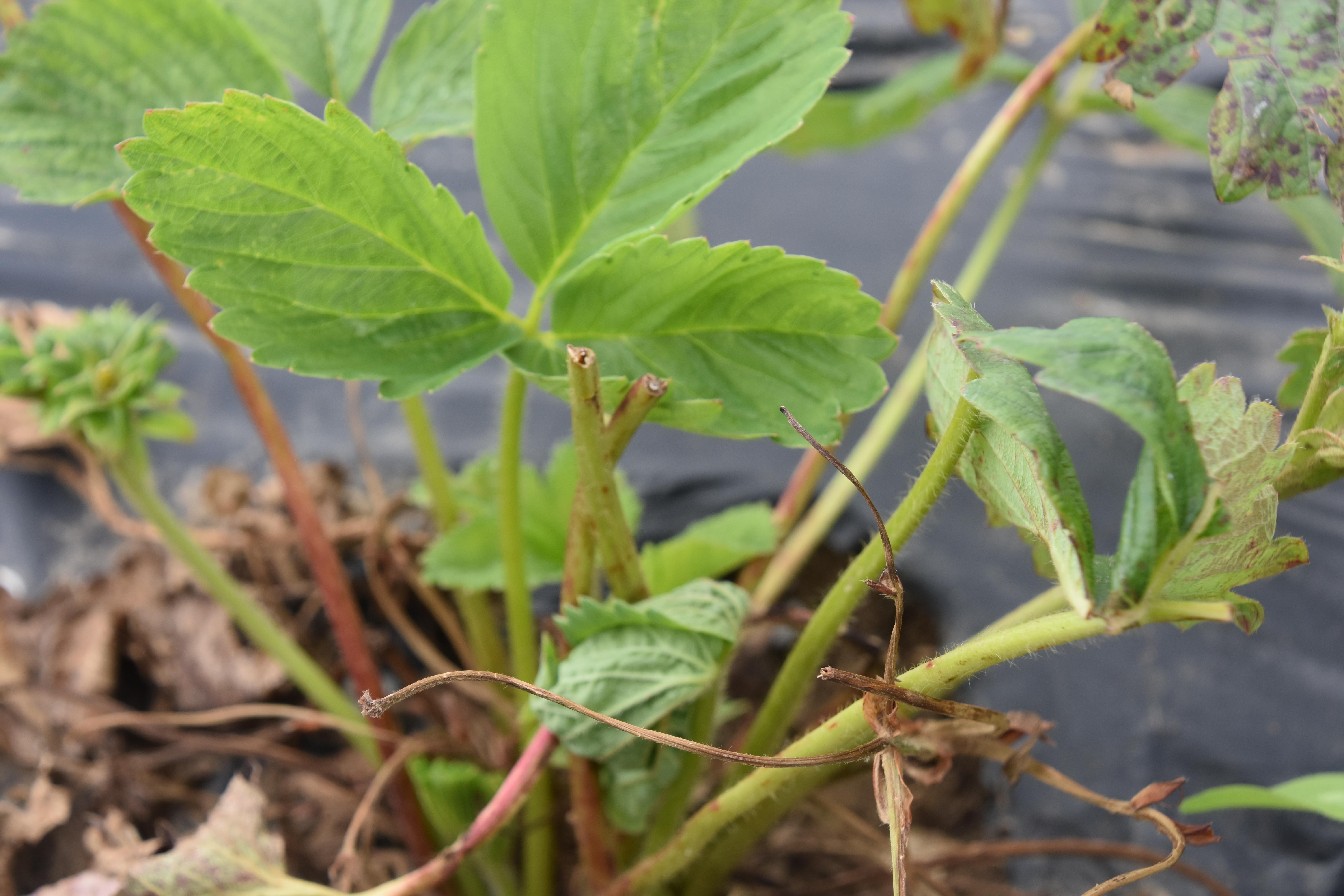 Deer damage to plants (Springer, UKY)