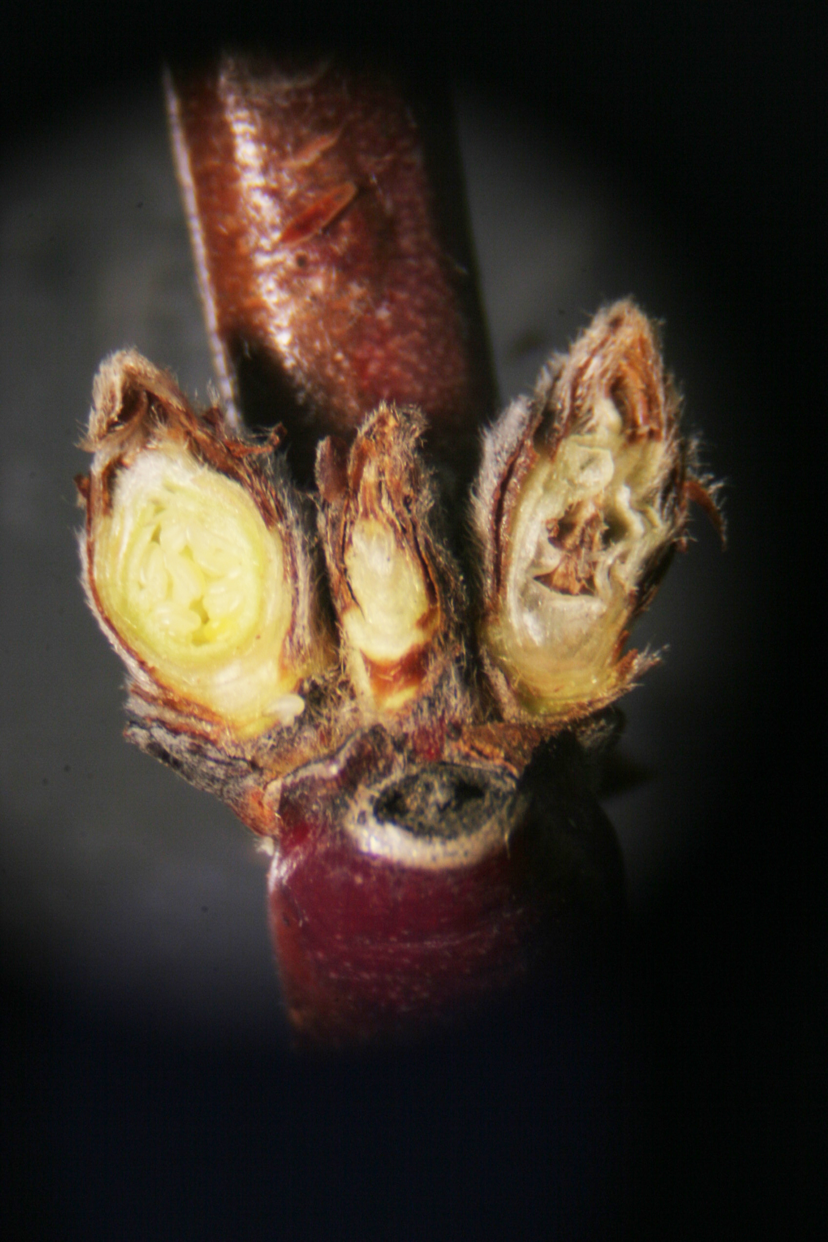 Winter injury to flower buds