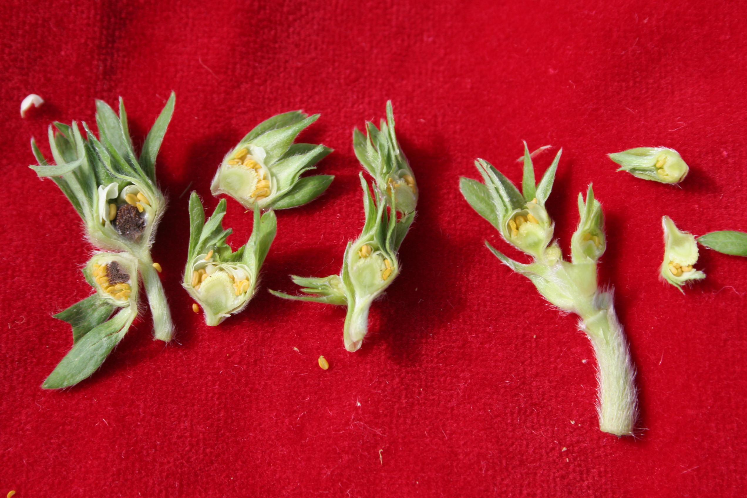 Freeze injury prior to bloom (Strang, UKY)