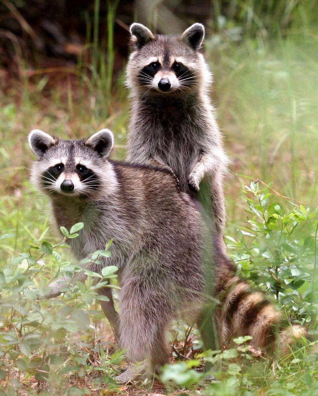 Raccoons. 