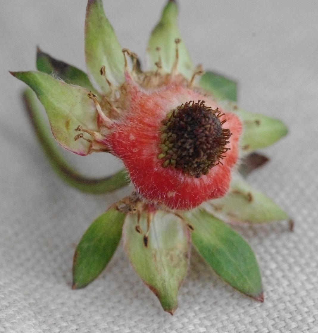 Frost damage to fruit (Strang, UKY)