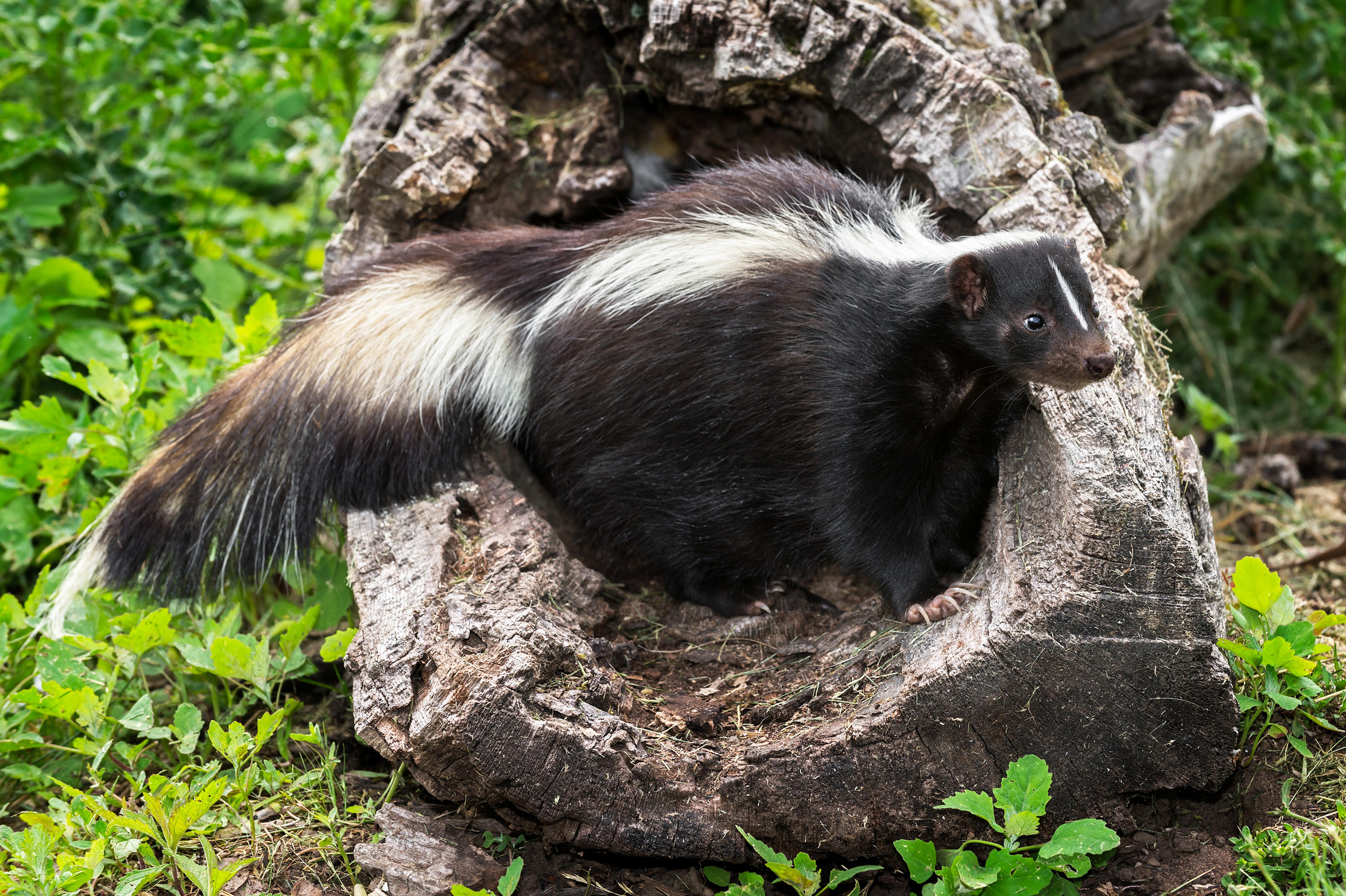 Striped skunk. 