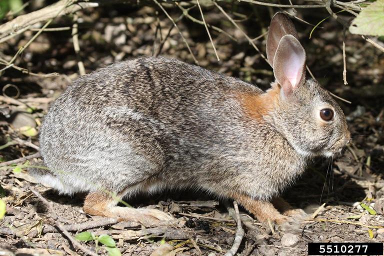 Rabbit (Photo: Caleb Slemmons, National Ecological Observatory Network, Bugwood.org)