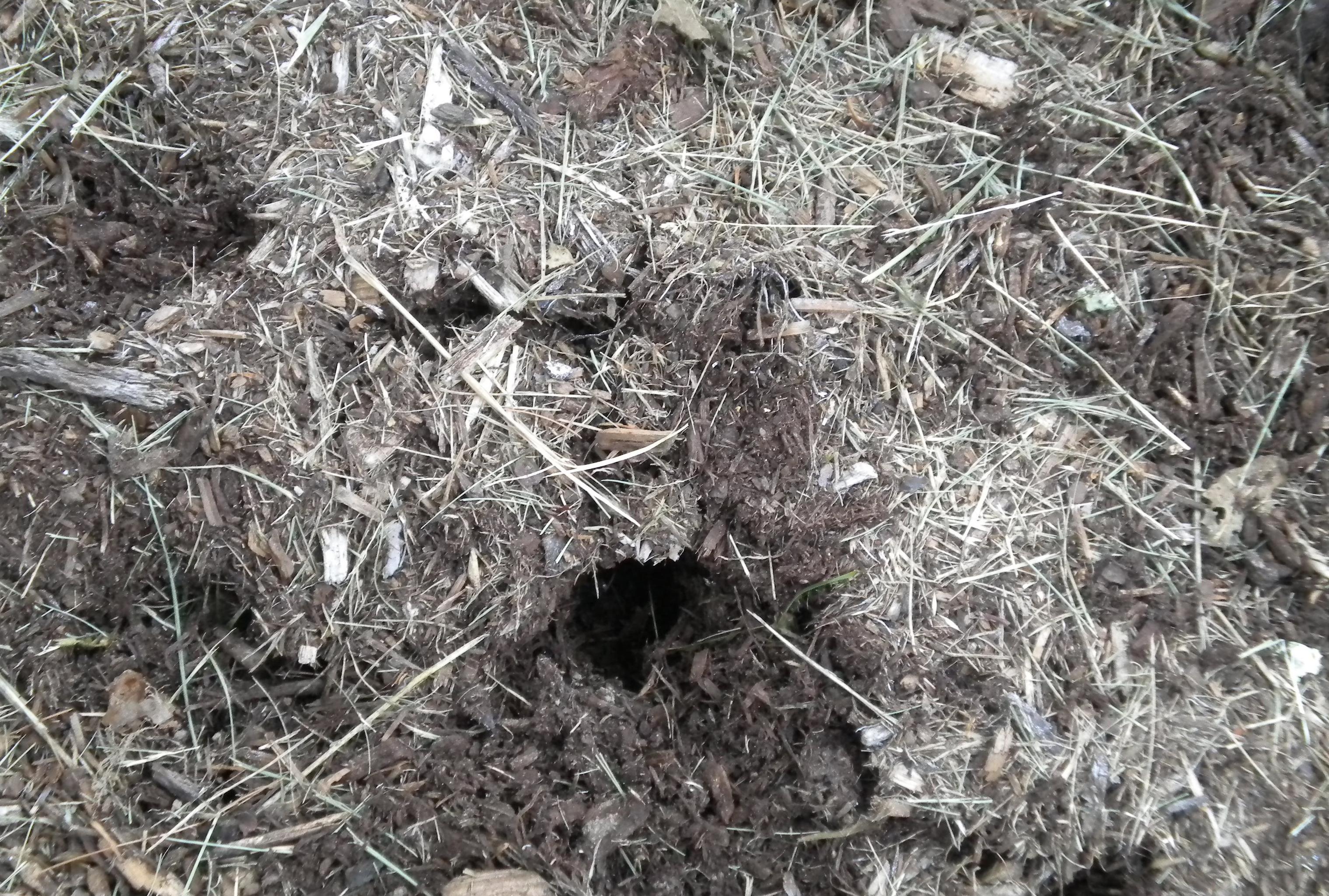 Vole tunnel entrance. 