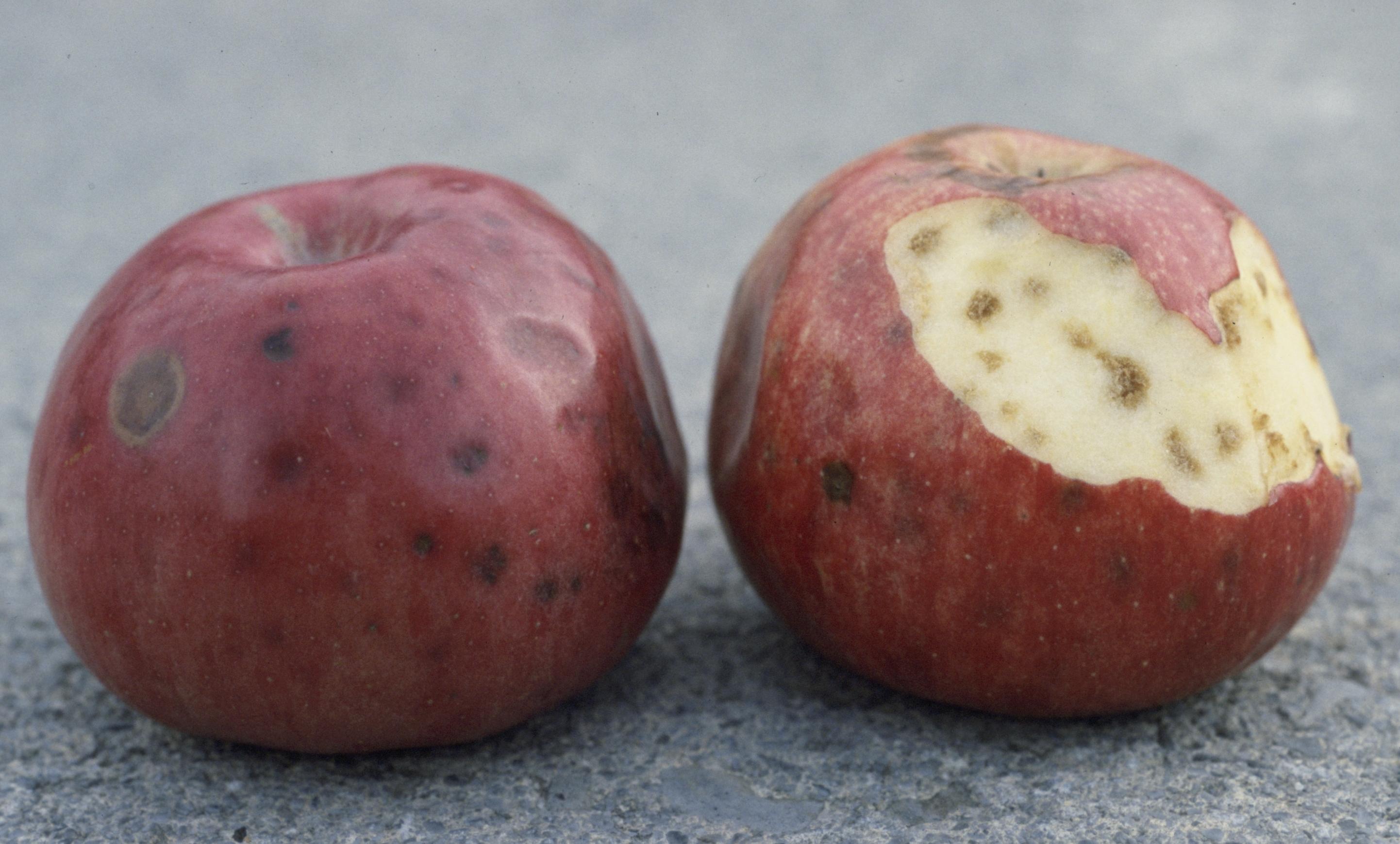 Boron deficiency internal and external symptoms (Hansen, Virginia Polytechnic Institute, Bugwood.org)