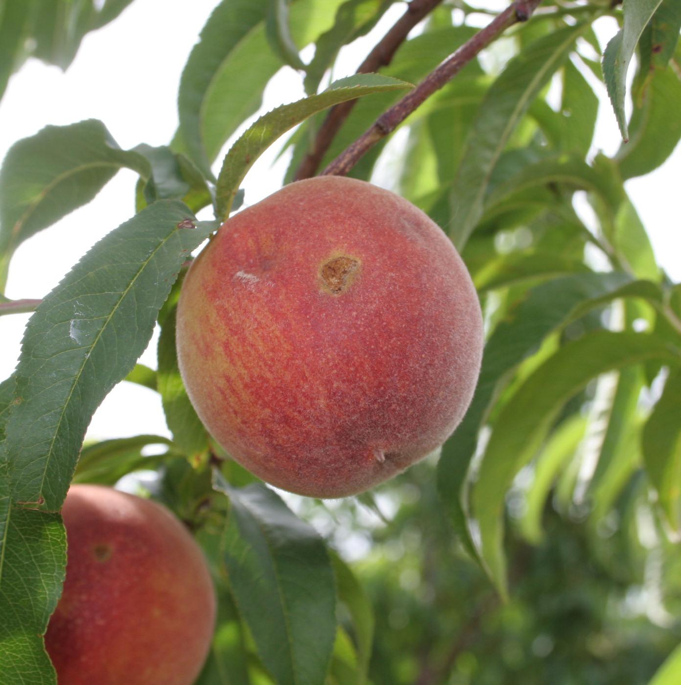 Hail injury to fruit. 