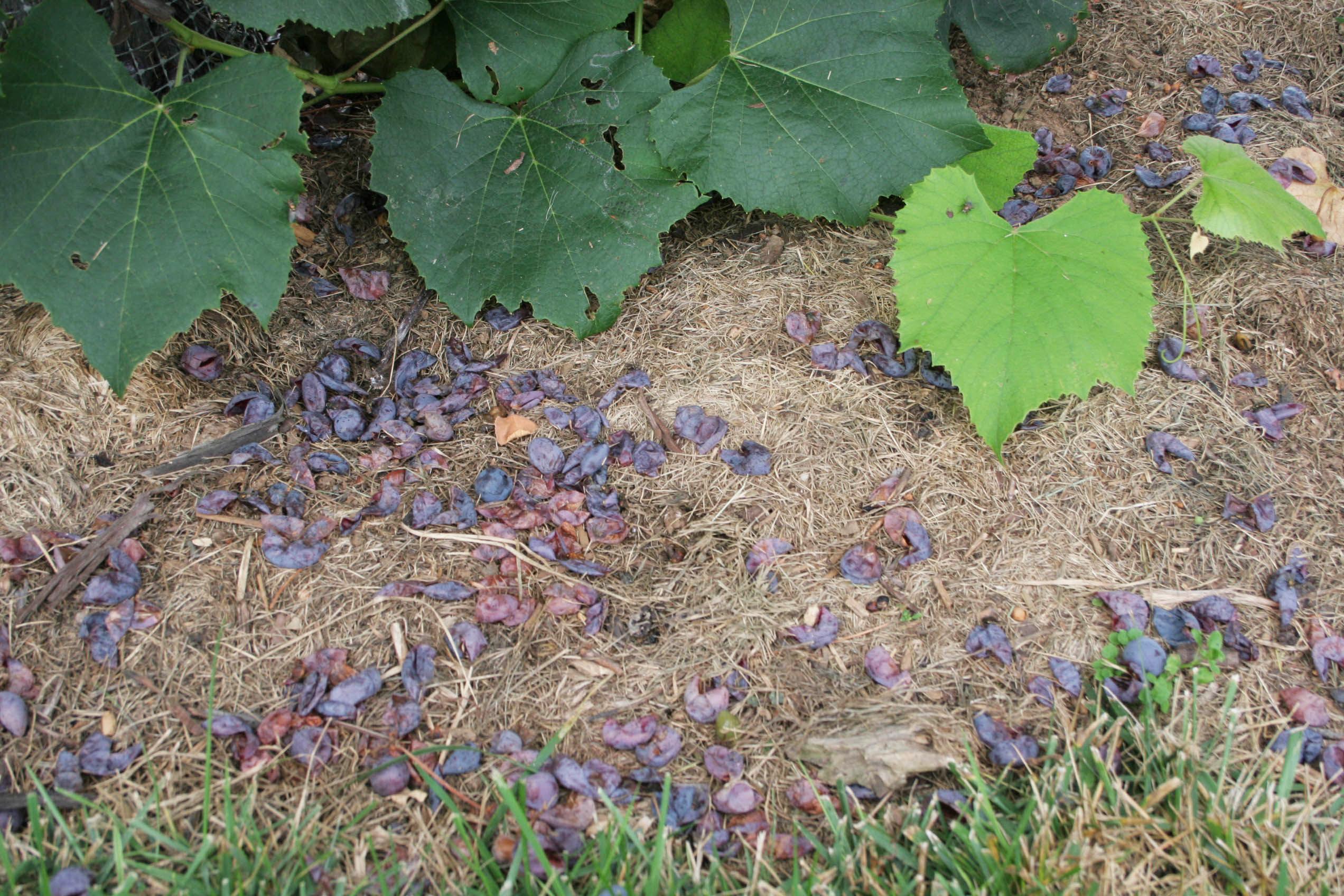 Raccoon & Opossum Damage