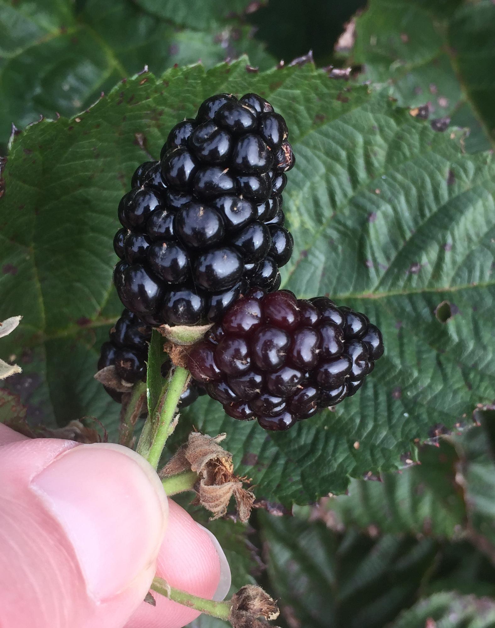 Double berry (Photo: Jeremy Lowe, Kentucky State University)