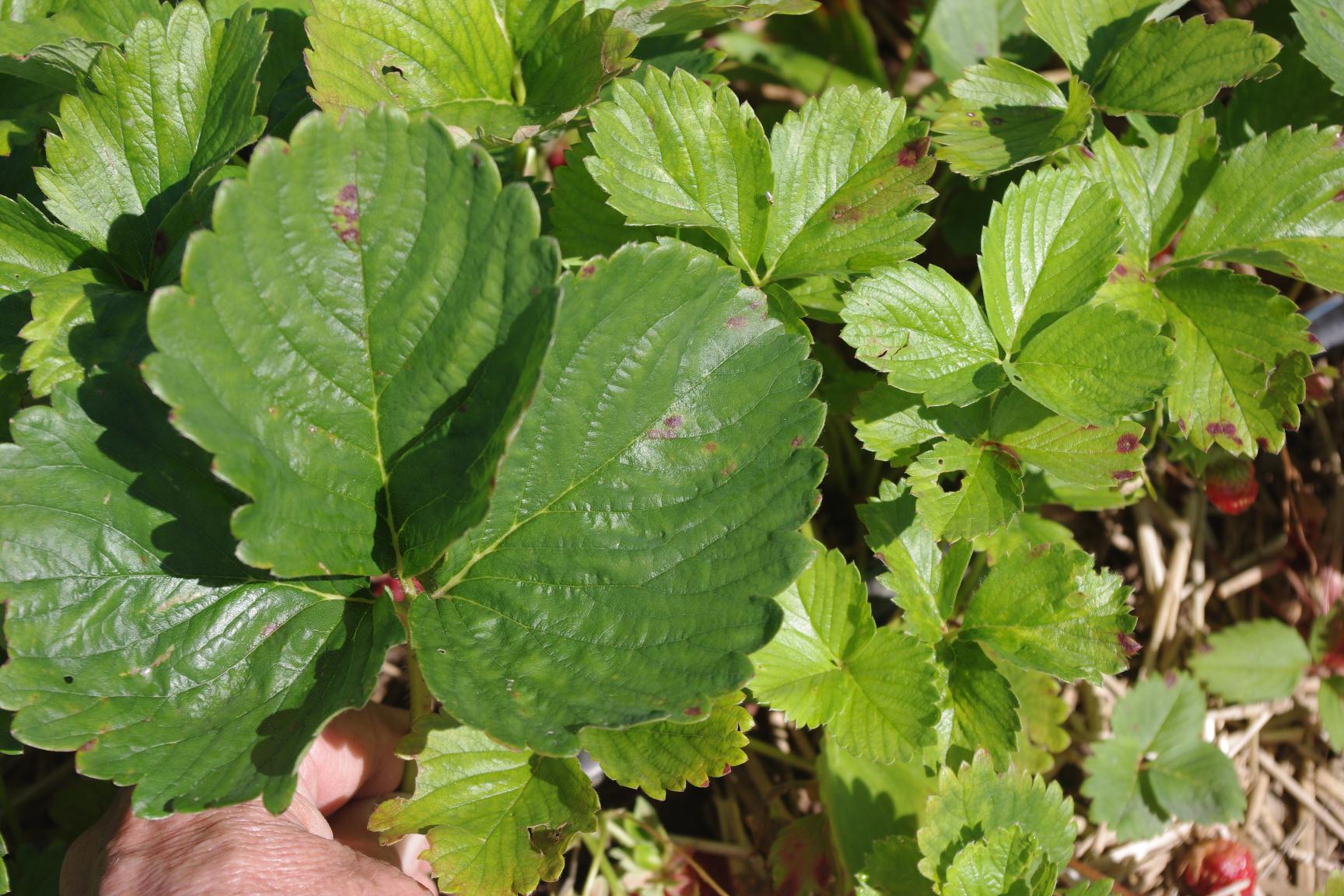 Nitrogen-deficient (right) versus healthy (left) plants (Strang, UKY)