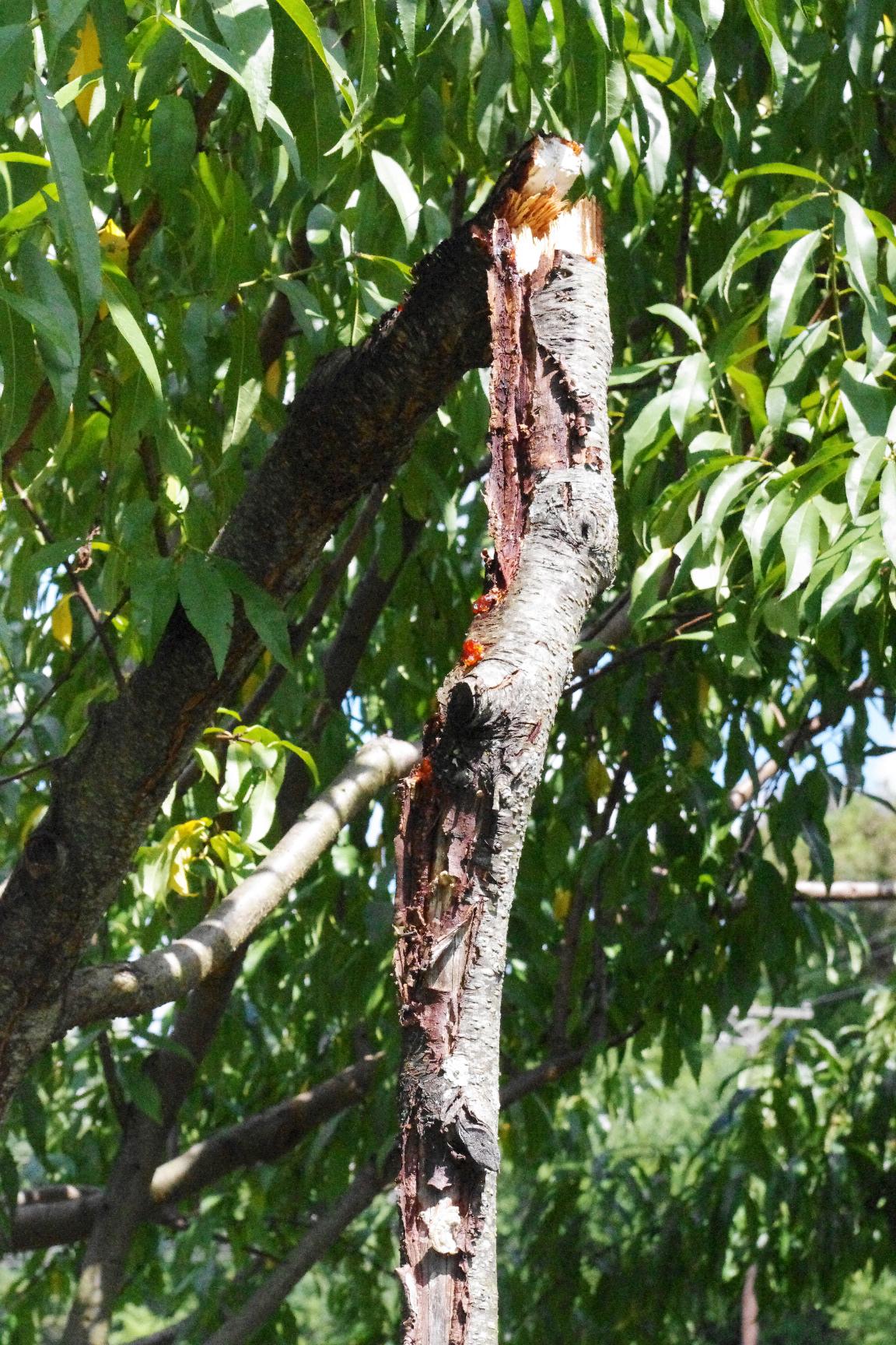 Damage to exposed scaffold limb led to decay and breakage. 