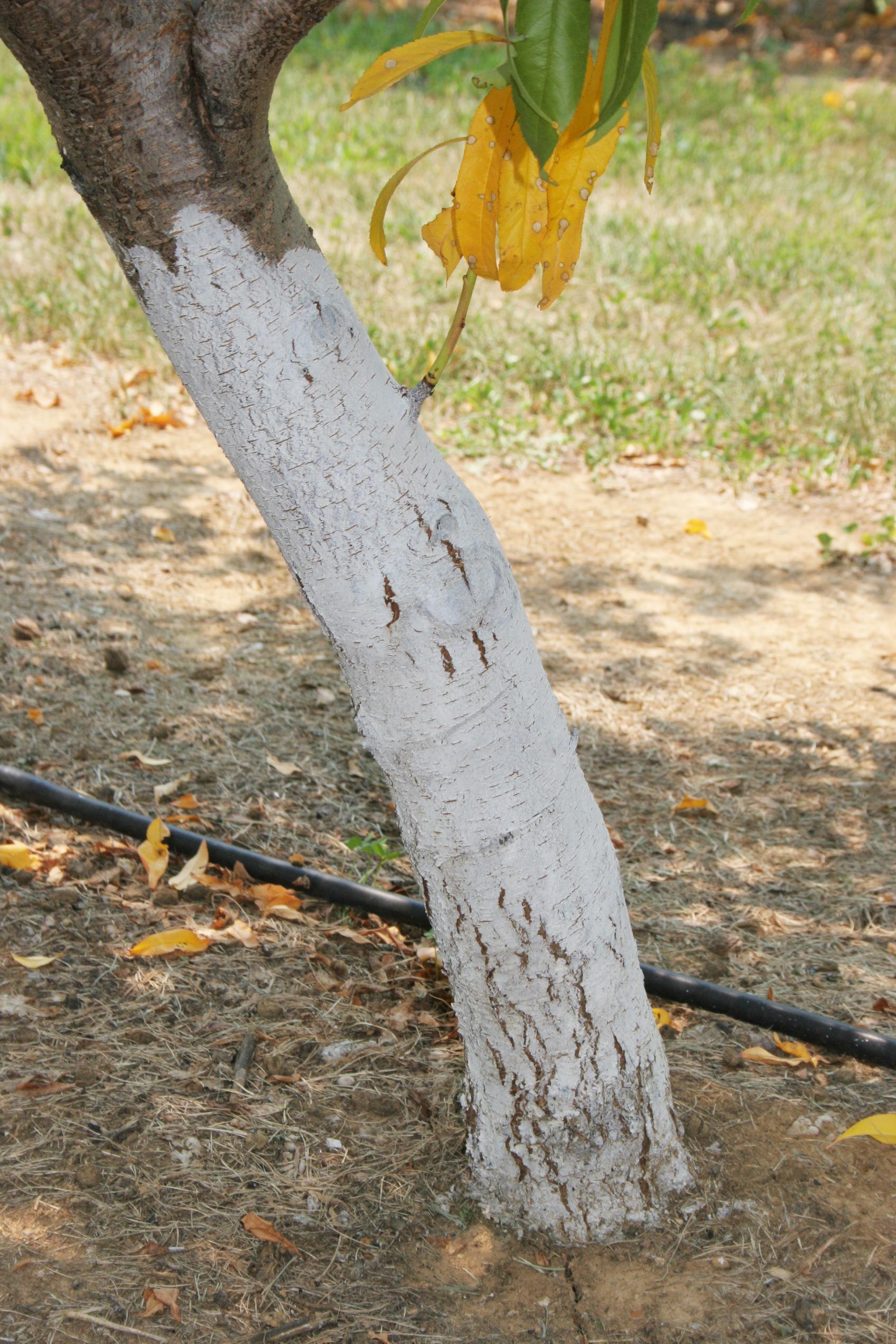 Trunk protected with latex paint. 