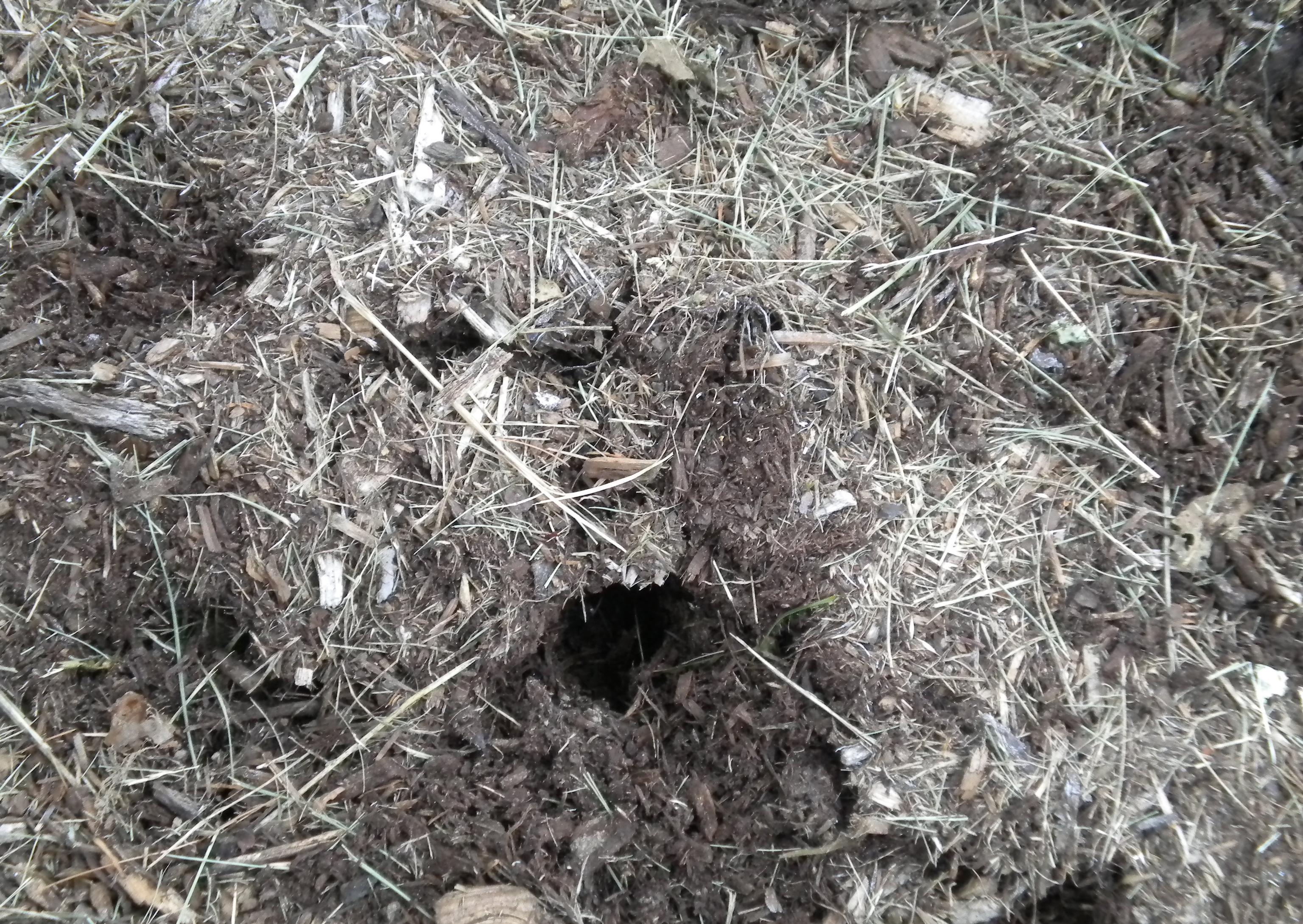 Vole Damage (Photo: Elizabeth Bush, Virginia Tech, Bugwood.org)